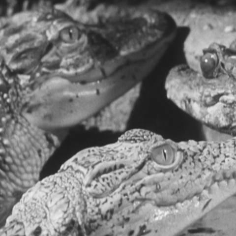 Ein Stuttgarter Zahnarzt hielt in den 50er Jahren Krokodile als Haustiere. (Foto: SWR)