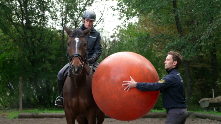 Pferd Finn beim Training der Polizeireiterstaffel Stuttgart (Foto: SWR)