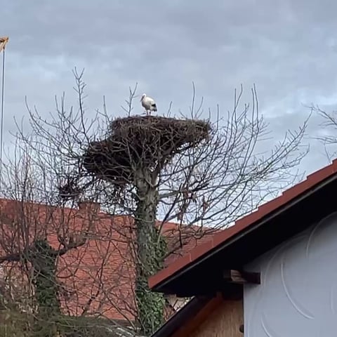 Storch in seinem Nest