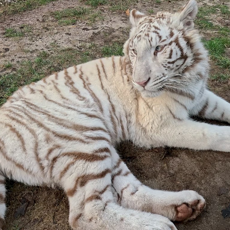 Tiger Charlota in der Wildtierstation Maßweiler