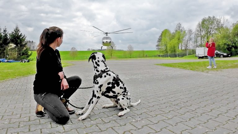 Hund Mailo wird Rettungshund ausgebildet.
