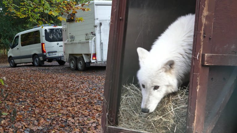 Rainer Kniele transportiert in seinem Wildtier-Taxi diesmal zwei Polarwölfe. (Foto: SWR)