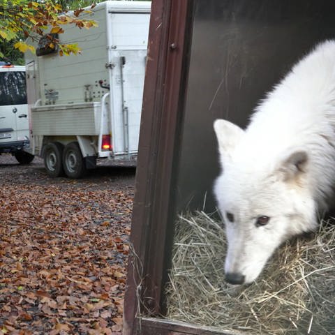 Rainer Kniele transportiert in seinem Wildtier-Taxi diesmal zwei Polarwölfe.