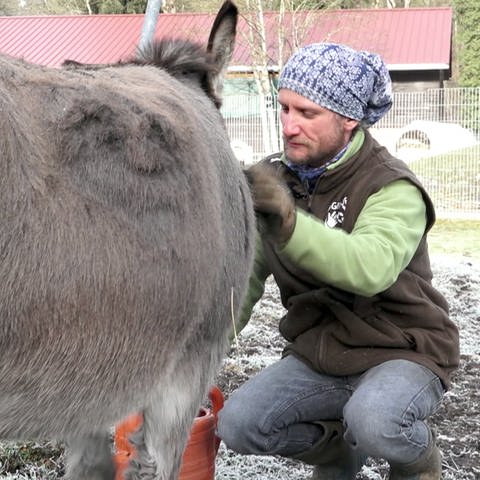 Die Tiere auf dem Argenhof werden von Pflegern liebevoll umsorgt.  (Foto: SWR)