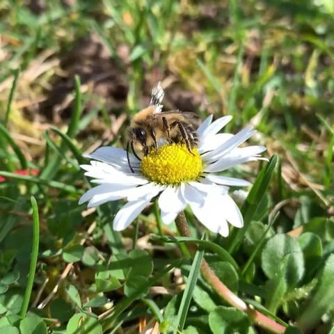 Eine Erdbiene sitzt auf einer Blume.