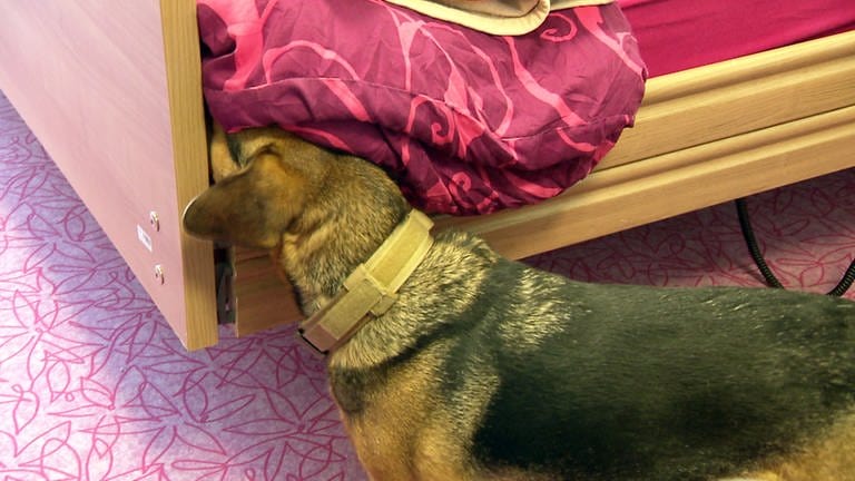 Hund Fred sucht nach Wertsachen in einem Bett.