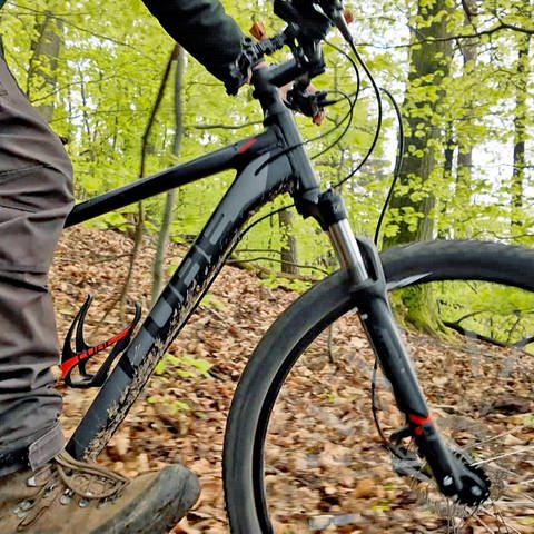 Im Pfälzer Wald werden illegale Mountainbike-Trails gebaut.