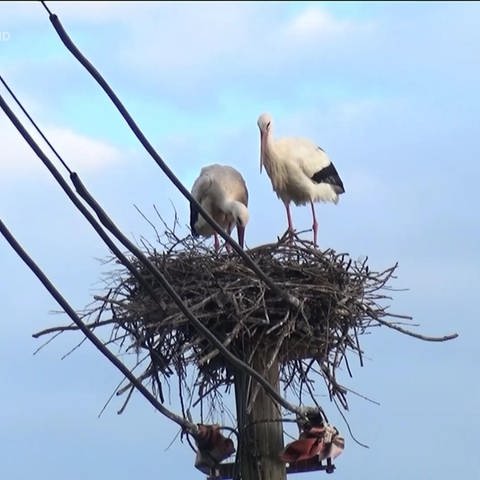 Störche in ihrem Nest (Foto: SWR)