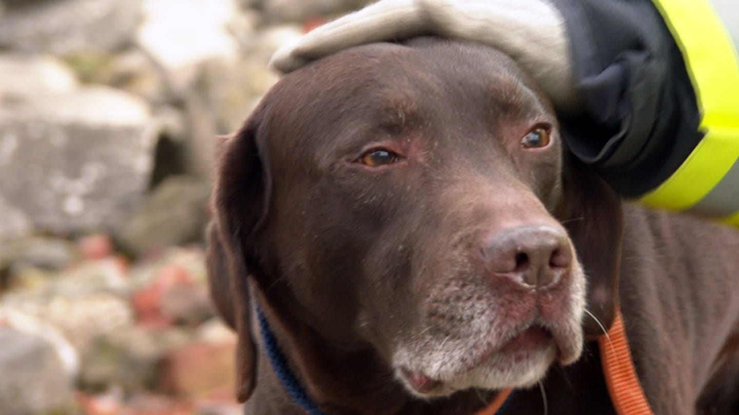 Labrador Attila erhält auch als Rettungshund seine Streicheleinheiten. (Foto: SWR)