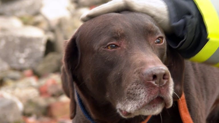 Labrador Attila erhält auch als Rettungshund seine Streicheleinheiten.