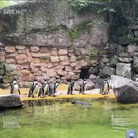 Pinguine (Foto: SWR, SWR)