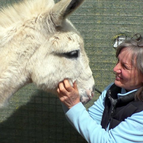 Birgit Lomnitzer grault einen ihrer Esel