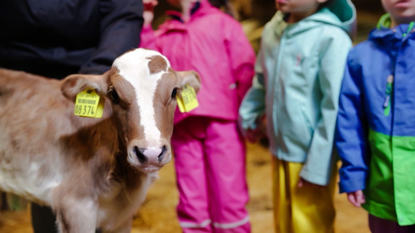 Kinder mit Beeinträchtigung entdecken Bauernhof-Tiere (Foto: SWR)
