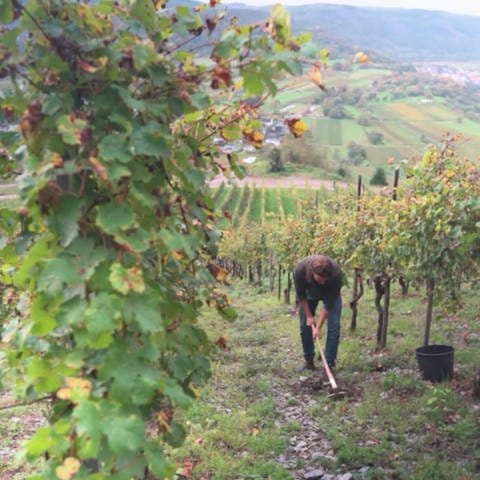 Jan-Philipp Bleeke bewirtschaftet seine Weinberge (Foto: SWR)