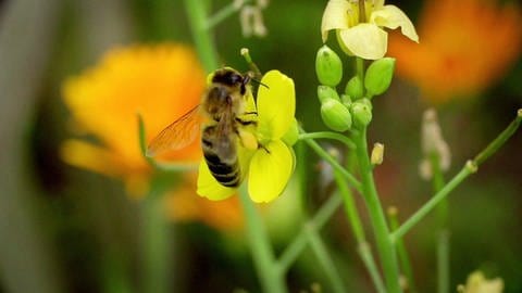 Honigbiene sammelt Nektar (Foto: SWR)