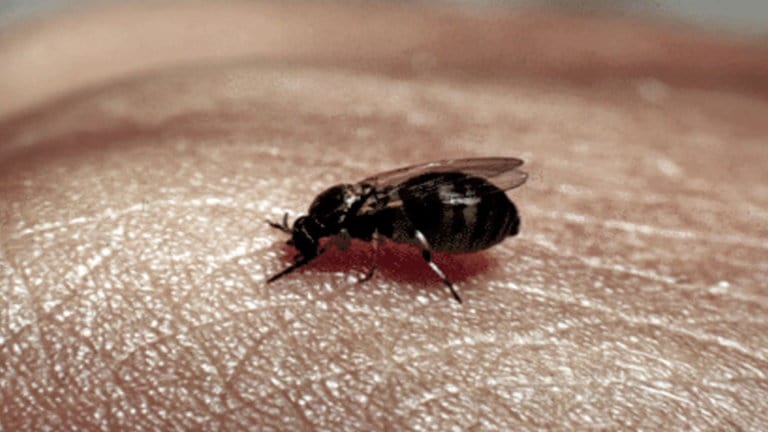 Schwarze in kleine der im fliegen winter wohnung lauter große