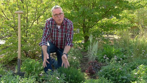 Gartenexperte Werner Ollig im Garten zwischen Gewächsen, die den Boden gut bedecken.  (Foto: SWR)