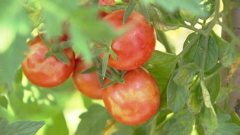 Tomaten mit Flecken durch Sonnenbrand (Foto: SWR)