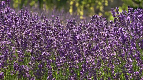 Wie man Lavendel als Arznei einsetzen kann (Foto: SWR, SWR)