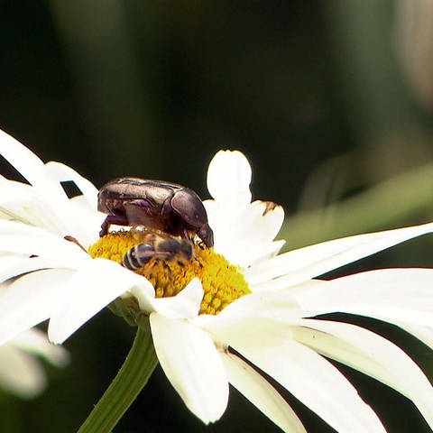 Insekt auf Blume (Foto: SWR, SWR)