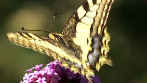 Schmetterling (Schwalbenschwanz) auf einer Blüte (Foto: SWR)