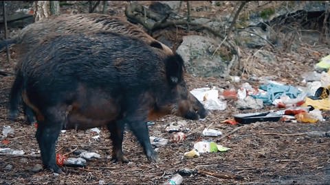 Wildschweine im Wald vor Abfall (Foto: SWR)