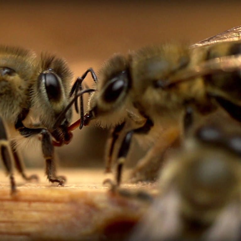 Bienen (Foto: SWR)