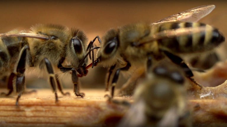 Bienen (Foto: SWR)