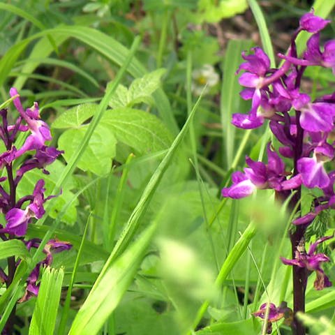 Orchideen (Foto: SWR)