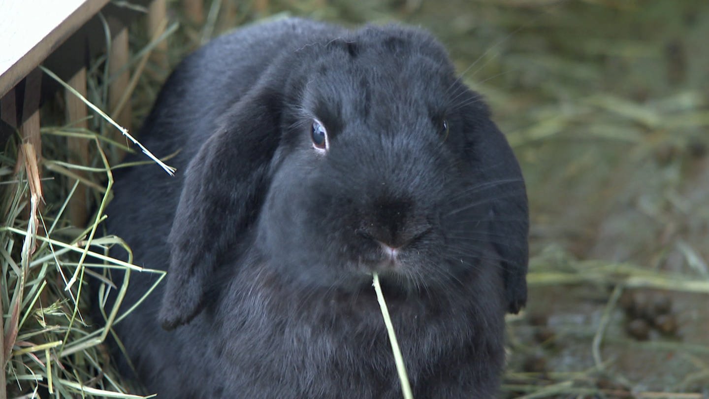 Kaninchen ungiftige pflanzen für Krokusse giftig