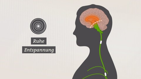 Grafik Limbisches System im Gehirn sorgt bei Hypnose für Ruhe und Entspannung (Foto: SWR)