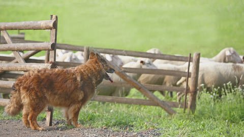 Westerwälder Kuhhund (Foto: SWR)