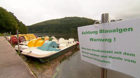 Achtung Blaualgen: Warnschild am Ufer eines Gewässers (Foto: SWR)