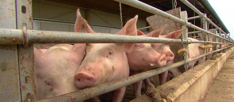 Schweine hinter Gittern im Stall (Foto: SWR)