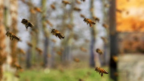 Bienen schwärmen aus ihren Bienensstöcken aus (Foto: SWR)