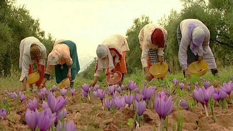 Erntehelferinnen im Iran beim pflücken von Safranfäden. (Foto: SWR)