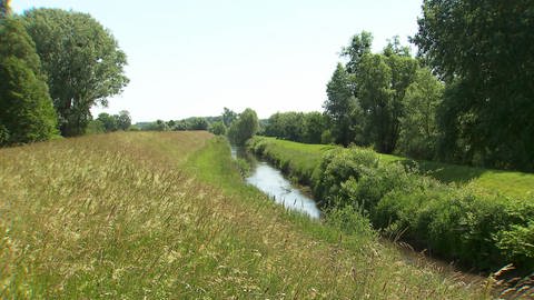 Flusslauf der Lauter mit Deich und Hinterland (Foto: SWR)