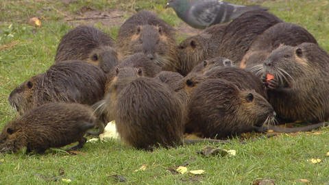 Eine Familie von Nutrias dicht gedrängt im Gras (Foto: SWR)