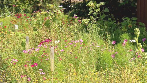 Blühender Garten mit vielen Büschen (Foto: SWR)