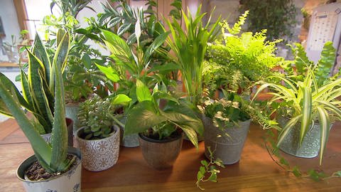 Töpfe mit verschiedenen Zimmerpflanzen (Foto: SWR)