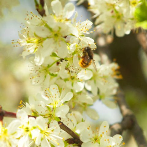Biene auf Obstblüten Nektar sammelnd (Foto: SWR)