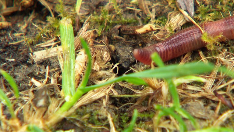 Regenwürmer sind die wichtigsten Gartenhelfer. (Foto: SWR, SWR)