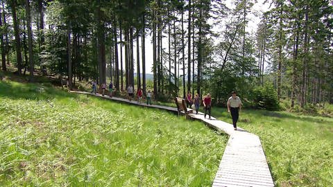 Ranger führt Wandergruppe auf befestigten Wegen durch eine Feuchtwiese im Nationalpark Hunsrück-Hochwald (Foto: SWR)