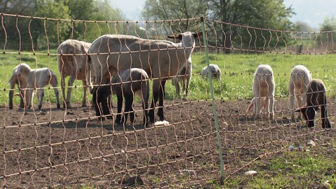 Prävention, gefördert durch das Land: Elektrozäune sollen die Schafherde vor Angriffen durch den Wolf schützen (Foto: SWR)