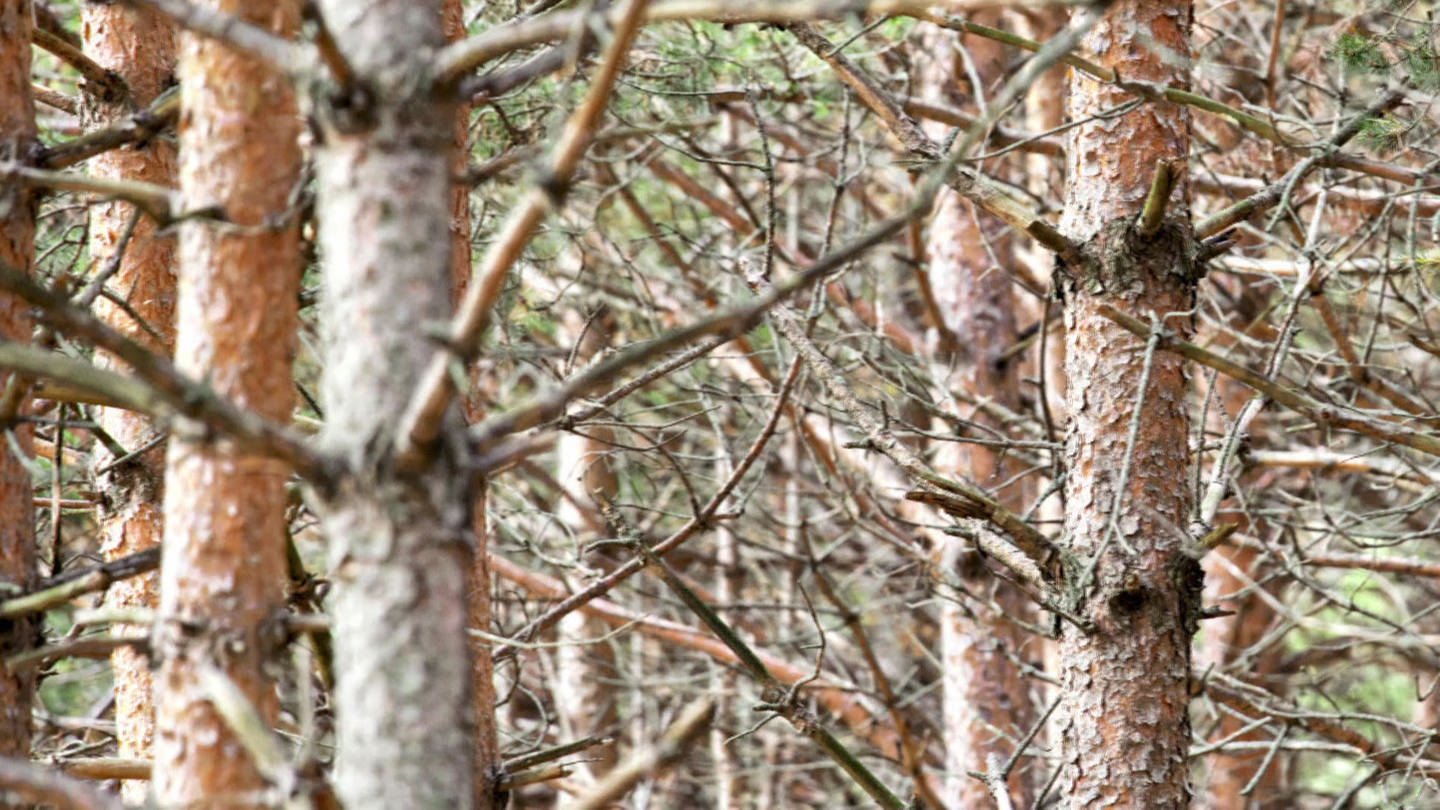Trockenstress bei Bäumen (Foto: SWR)