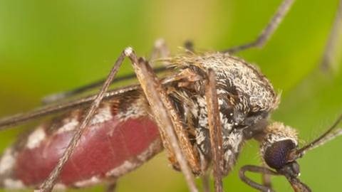 Eine Stechmücke sitzt auf der Haut eines Menschen und stecht zu. (Foto: Getty Images, Thinkstock -)