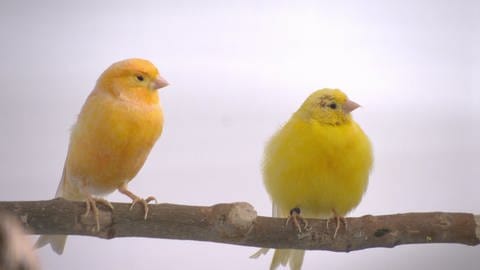 Auch Kanarienvögel fühlen sich wohler zu zweit (Foto: SWR)