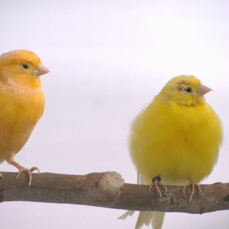 Auch Kanarienvögel fühlen sich wohler zu zweit