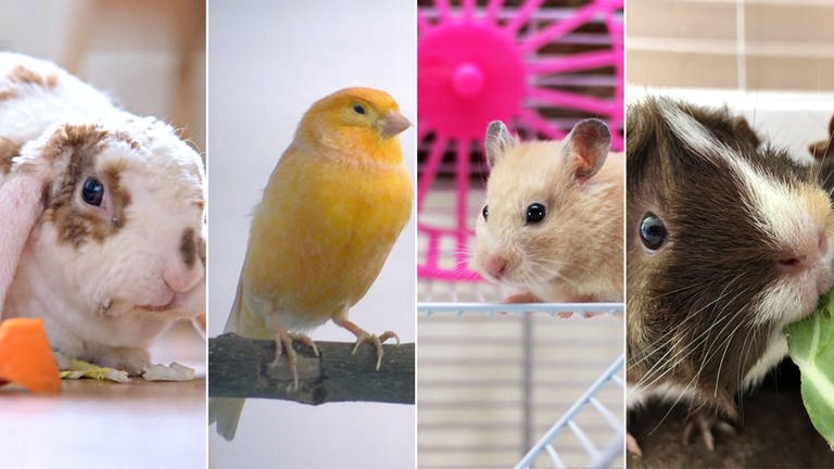 Kaninchen, Kanarienvögel, Hamster oder Meerschweinchen müssen artgerecht gepflegt werden (Foto: Getty Images, SWR, GettyImages-1217180379, GettyImages-152515785, GettyImages-1162468243, SWR)
