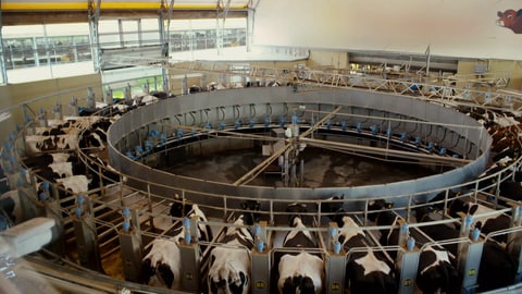 Auch die vielerorts nicht artgerechte Haltung von Milchkühen lässt viele Verbraucher zu pflanzlichen Alternativen greifen (Foto: SWR)